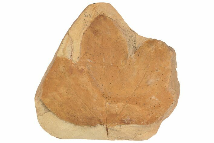 Large, Orange Fossil Leaf (Platanus) - Montana #188947